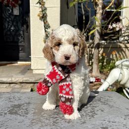 Boy 1 - Parti male Goldendoodle puppy in San Diego, California from Goldendoodles & Poodles of San Diego