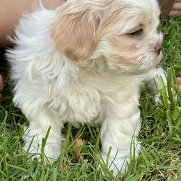 Bichon Frise, Shichon, and Shih Tzu Puppies from Teddy Bears of Arizona
