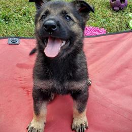 German Shepherd Puppies from Cintron K9
