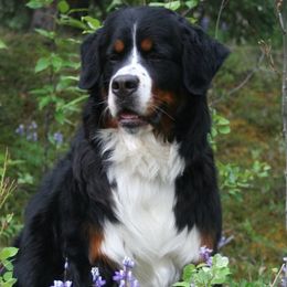 Bernese Mountain Dogs from Bernese