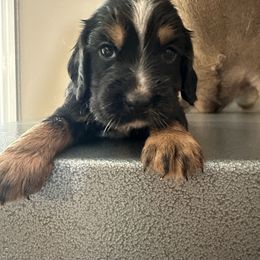 Hazy - Black white and tan female English Cocker Spaniel puppy in Bainbridge, Georgia from Chapman Bird Dogs
