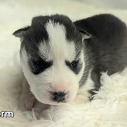 Storm - Black and white male Siberian Husky puppy in Hebron, Kentucky from Glacier Run Huskies