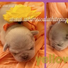 Boy 7 - male Pug puppy in Cleveland, Ohio from Whimsical White Pugs - Quality Comes First