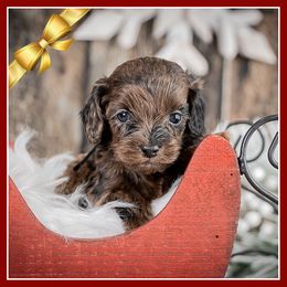 Blake - Merle male Cockapoo puppy in Connersville, Indiana from Deaz Doodle Ranch