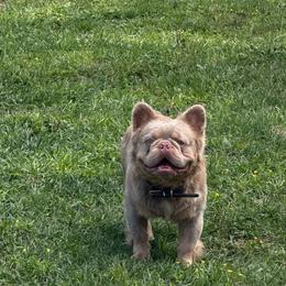 EIGER - French Bulldog