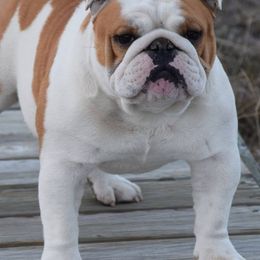 Bulldogs from Bull Mountain Bulldogs