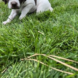 German Shorthaired Pointer Puppies from Chasing Kaya GSP Breeder