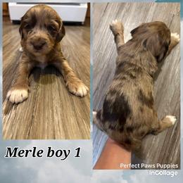 Boy 1 - Brown merle male Aussiedoodle puppy in Hillsboro, Illinois from Perfect Paws Puppies