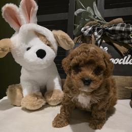 Bernedoodle, Goldendoodle, and Poodle Puppies from 4goldendoodles