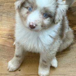 Copper - Red merle male Miniature Australian Shepherd puppy in Gatesville, Texas from Southern Promise Aussie’s