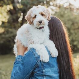 Olive - Australian Labradoodle