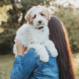 Olive - Australian Labradoodle