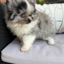 Boy 2 - Blue merle male Pomeranian puppy in California from Savvypomeranians