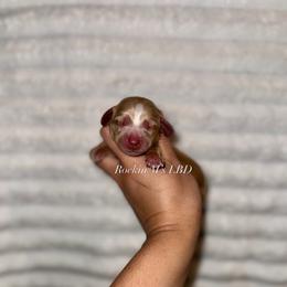 Buzz - Dapple male Dachshund puppy in Ceres, California from Rockin' M’s LilBitty Dachshunds (LBD)