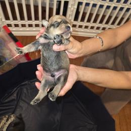 Puppy Boy 3 - Salt and pepper male Miniature Schnauzer puppy in Baldwin, New York from Schnauzy Pawz