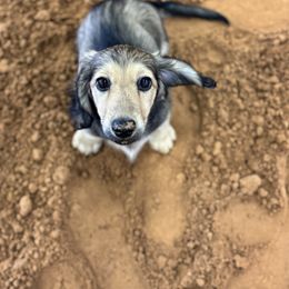Boy 1 - Cream male Dachshund puppy in Lexington, Oklahoma from Strom Ranch