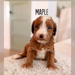 Girl 2 - Red  female Goldendoodle puppy in Glendale, Arizona from Follow Your Bliss Doodles