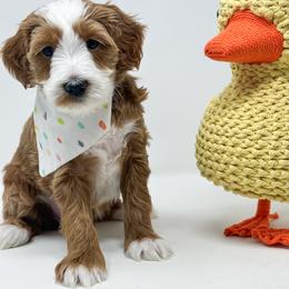 Blizzards - Red  male Goldendoodle puppy in Florence, South Carolina from Candy Doodles