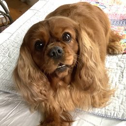 Roo - Cavalier King Charles Spaniel