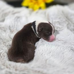 Black Collar - Red tri-color female Miniature American Shepherd puppy in Statesboro, Georgia from Azure Miniature American Shepherds