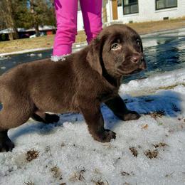 Simon Patton - Chocolate male Labrador Retriever puppy in Charlotte, North Carolina from Patton Premier Labs