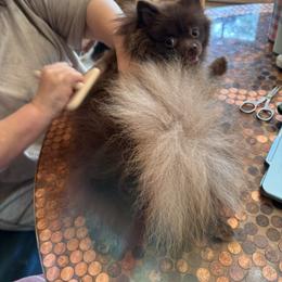 Chinook - Pomeranian