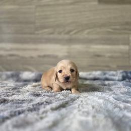 Pongo - Cream male Dachshund puppy in Indianapolis, Indiana from Homegrown Hoosier Dachshunds