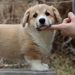 Puddin - Red male Pembroke Welsh Corgi puppy in Pollock, Missouri from Northstar