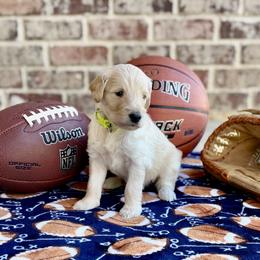 Goldendoodle Puppies from Osgood Doodles