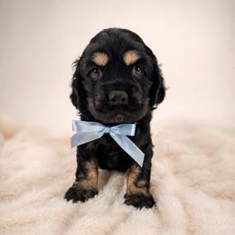 Maxwell - Black and tan male Cocker Spaniel puppy in Oklahoma from Mini Hippo Land