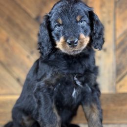 Aussiedoodle, Miniature Australian Shepherd, and Poodle Puppies from Classic K9’s  Aussies & Doodles