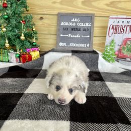 Border Collie Puppies from South Florida Stock Dogs