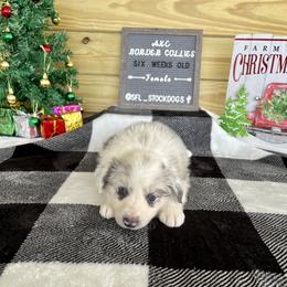 Border Collie Puppies from South Florida Stock Dogs