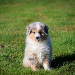 Miniature American Shepherd Puppies from Casita Miniature American Shepherds