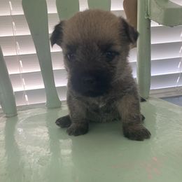 Juliette (dark pink collar) - Wheaten brindle female Cairn Terrier puppy in Seymour, Indiana from Doug Joray & Holly Hill Cairn Terriers