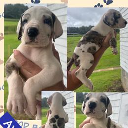 AVALANCHE - Harlequin male Great Dane puppy in Wellsville, New York from Prophecy Danes