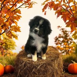 Colt - Black tri male Miniature American Shepherd puppy in Godley, Texas from Bradley Kennels