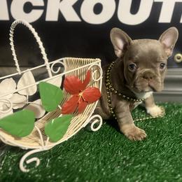 Yari - Black and tan female French Bulldog puppy in Eden, North Carolina from Blackoutbulldogs