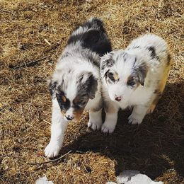 Australian Shepherd Puppies from Diamond Aussies N the Rough