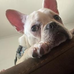 Lou Lou - Cream female French Bulldog puppy in Eupora, Mississippi from Full House Frenchies