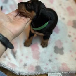 Boy 2 - Black and tan male Dachshund puppy in Glendale, Arizona from R & M Dachshunds