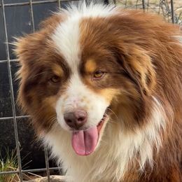 Sammy - Miniature Australian Shepherd