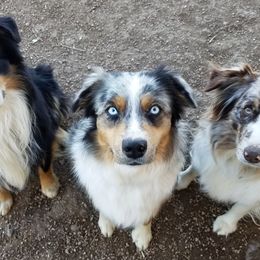 Miniature Australian Shepherds from WGI Aussies