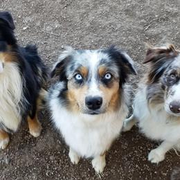 Miniature Australian Shepherds from WGI Aussies