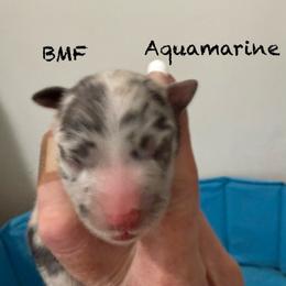 Aquamarine - Blue merle female Australian Shepherd puppy in Ellensburg, Washington from Creekside Aussies