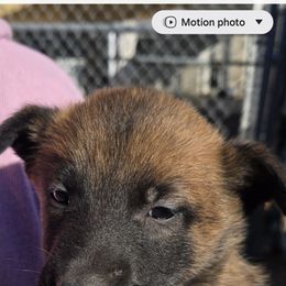 EMBER- purple collar - Fawn female Belgian Malinois puppy in Fredonia, Arizona from Zion Malinois