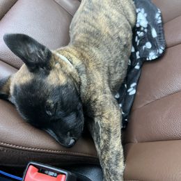 Belgian Malinois and Dutch Shepherd Puppies from Westberg Working Dogs