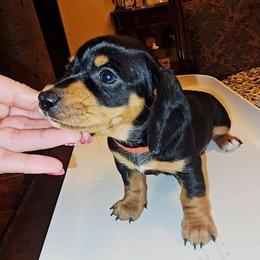 JAVA - Black and tan female Dachshund puppy in Rio Grande City, Texas from Hounds All Night