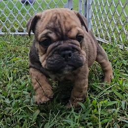 Mike - Brindle male Bulldog puppy in Killingly, Connecticut from Brooklyn Beefcakes