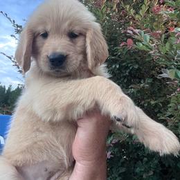 Lime collar - Golden female Golden Retriever puppy in Jesup, Georgia from Painted Platinum Retrievers (Painted Platinum Kennel) PPK